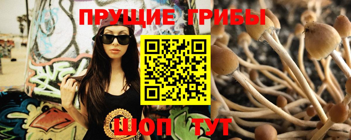 Псилоцибиновые грибы ЛСД  закладка  Ахтубинск  Вход с VPN  Галлюциногенные грибы Psilocybe 