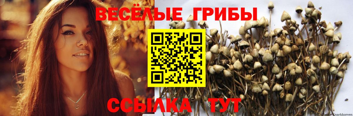 Галлюциногенные грибы Psilocybe Ахтубинск